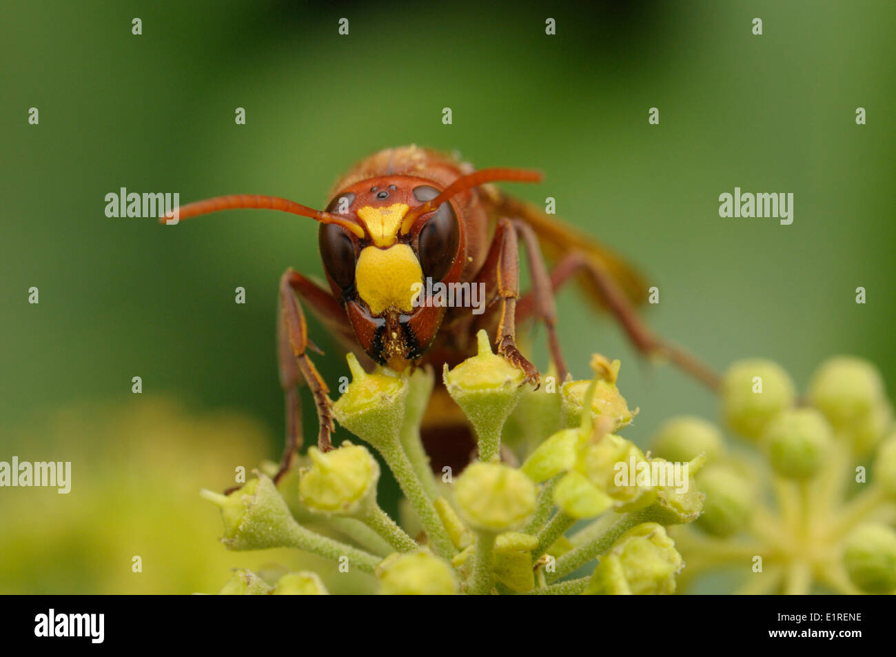 pollen eating from common ivy Stock Photo