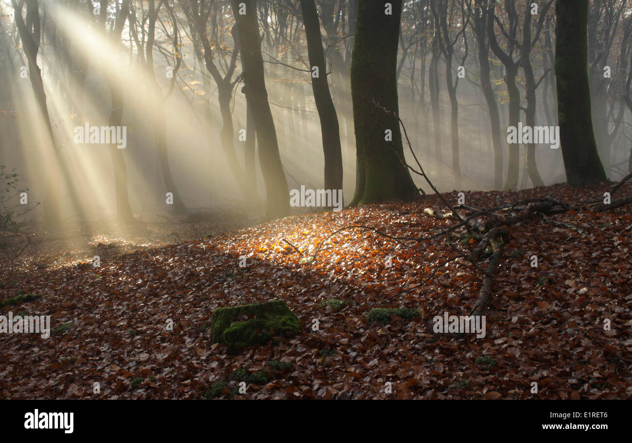 Prehistoric ancestral mound with sun beams in a forest. Stock Photo