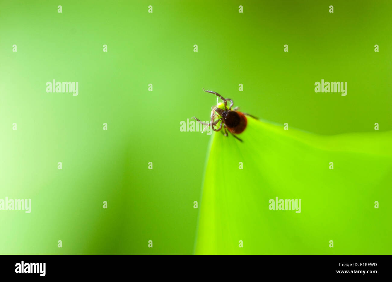 tick on leaf Stock Photo Alamy