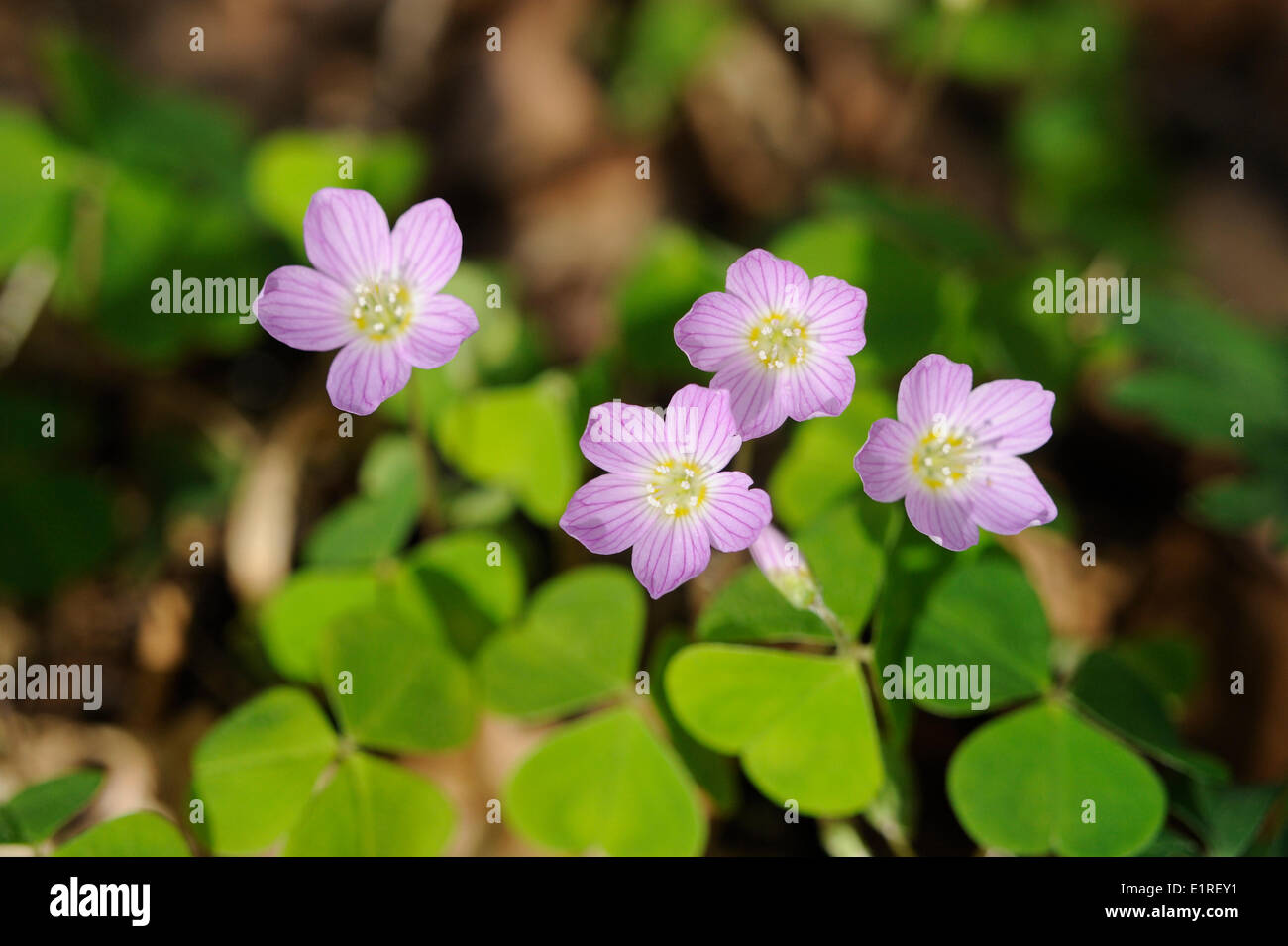 Flowering purple colored Wood-sorrel in spring forest Stock Photo