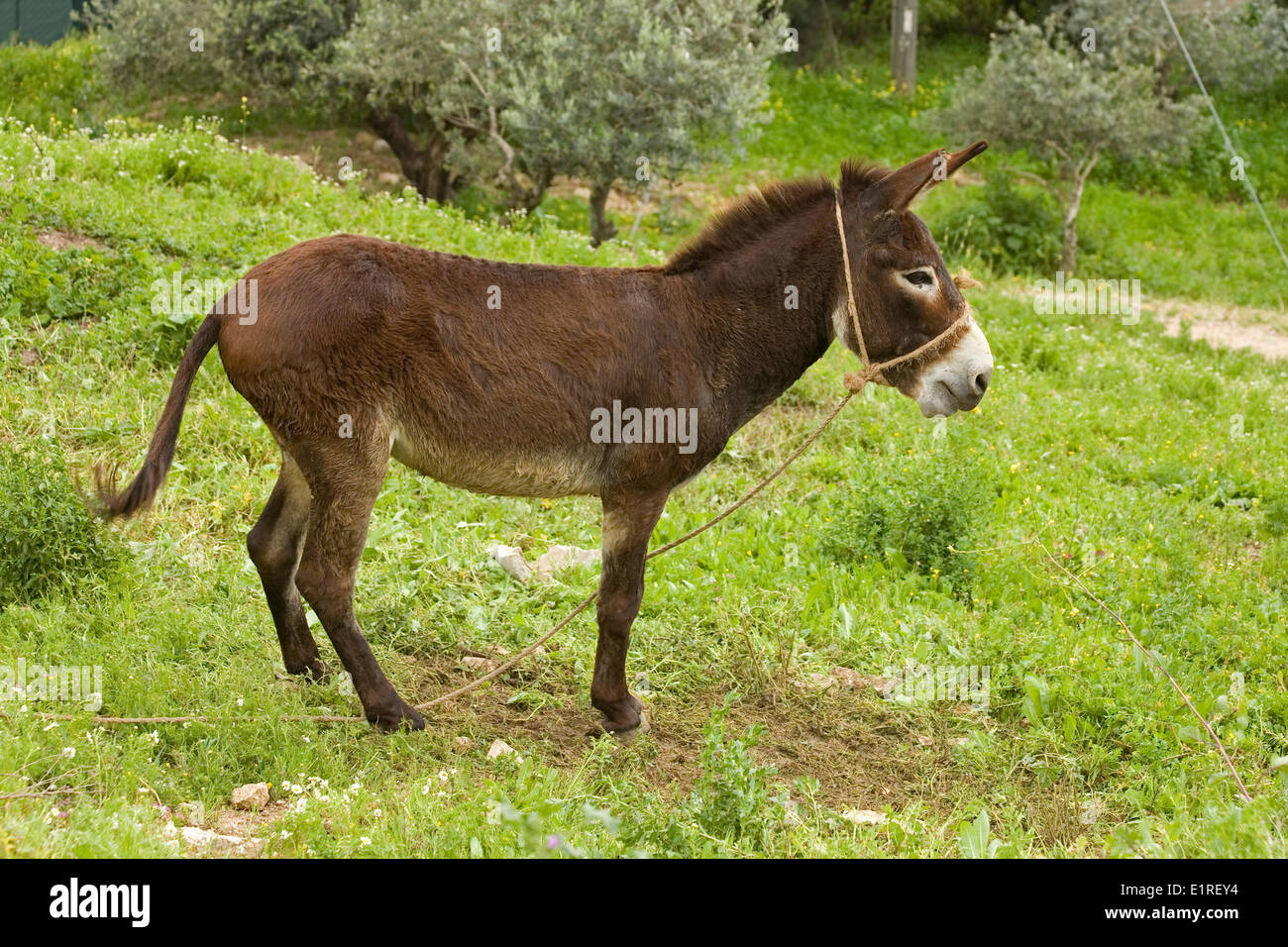 Jesus tied his donkey to a tree