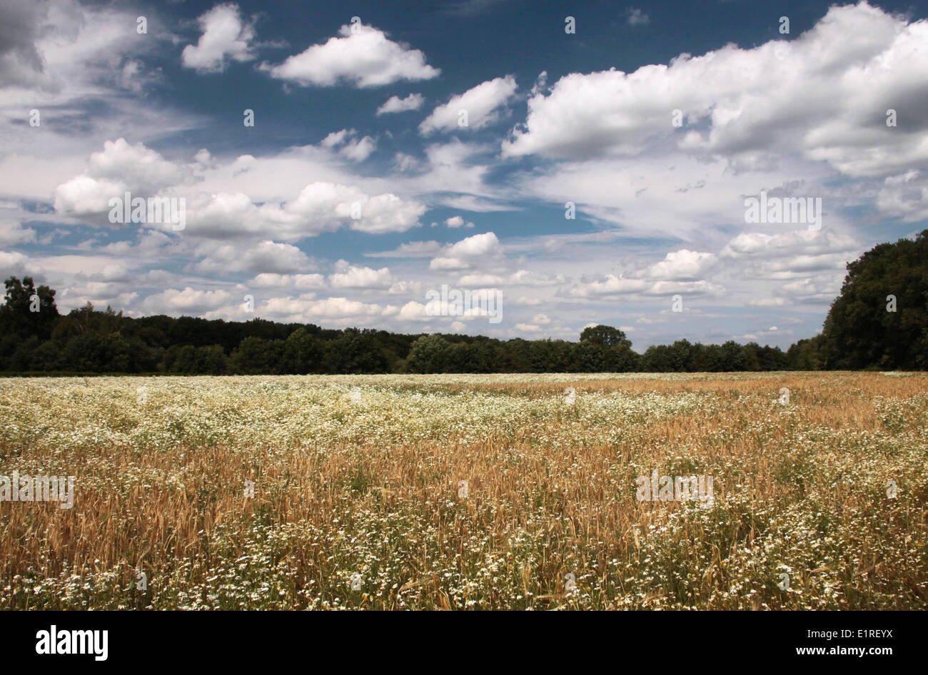 Barley and Scentless Mayweed Stock Photo