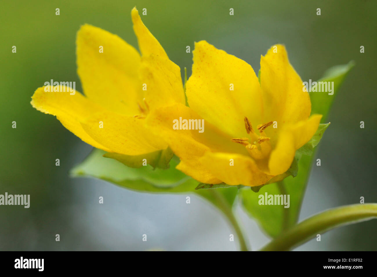Flowering yellow flowers of Moneywort Stock Photo