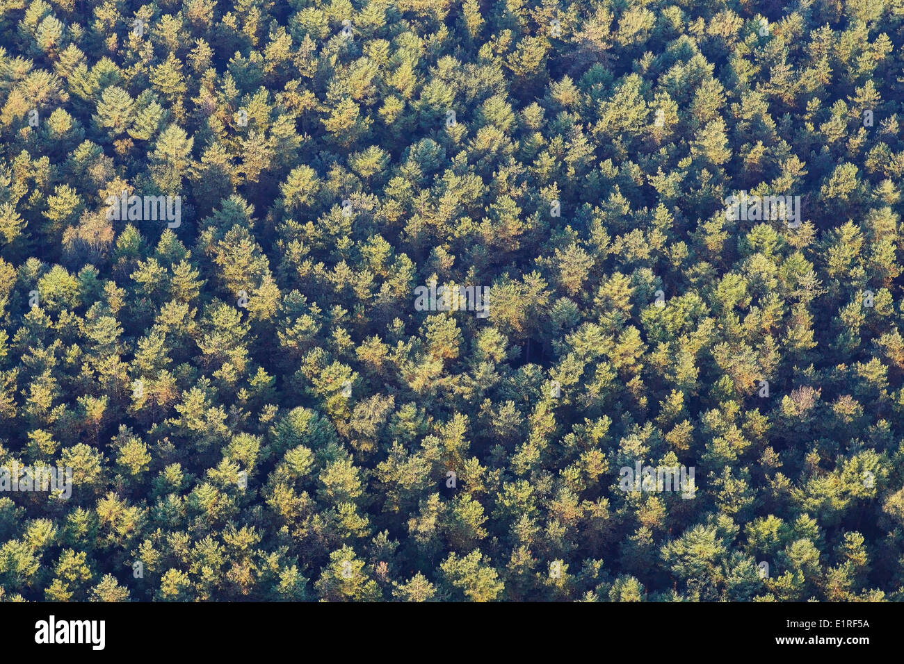 Aerial photograph of Pine forest Stock Photo