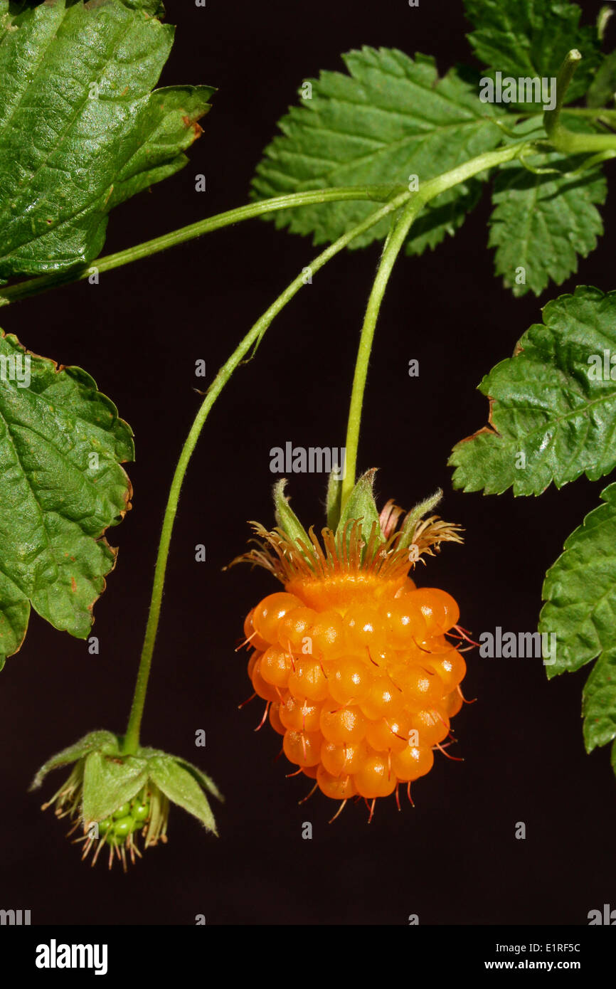 Salmonberry fruit hi-res stock photography and images - Alamy