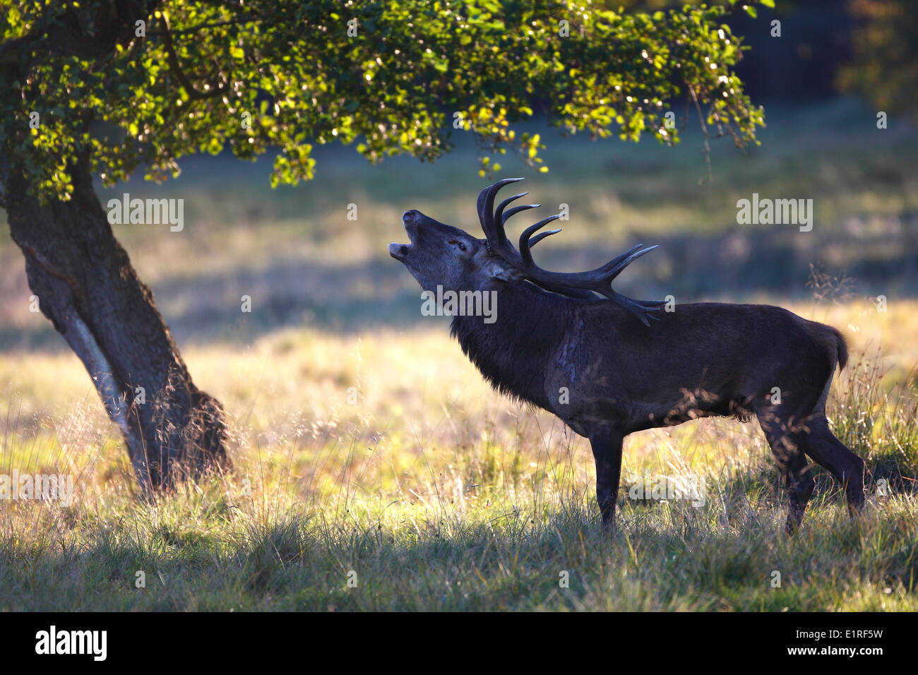 Roaring red deer Stock Photo