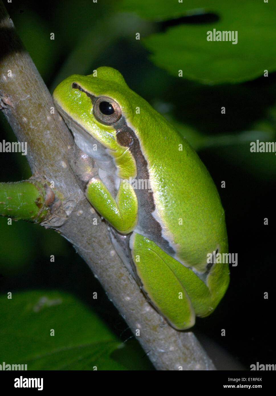 Common Tree Frog Stock Photo Alamy