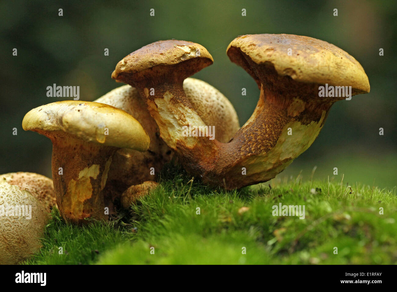 lateral view of Common Earthballs with Parasitic Boletes Stock Photo