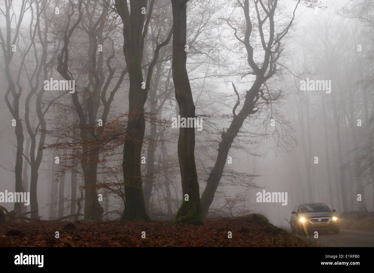Beech forest with fog Stock Photo