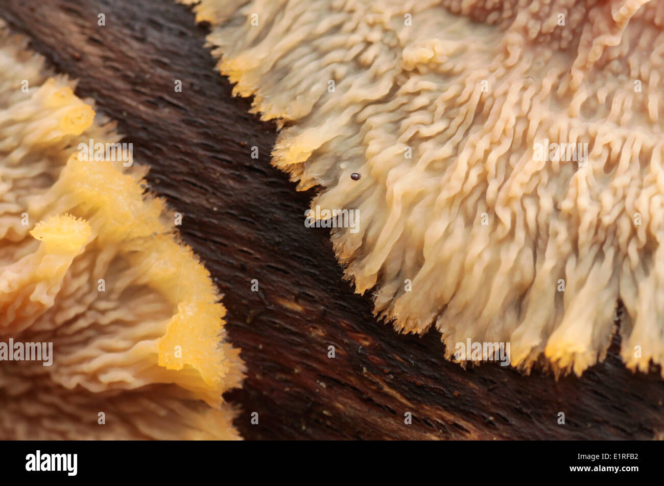 Cerocorticium molare in close-up Stock Photo