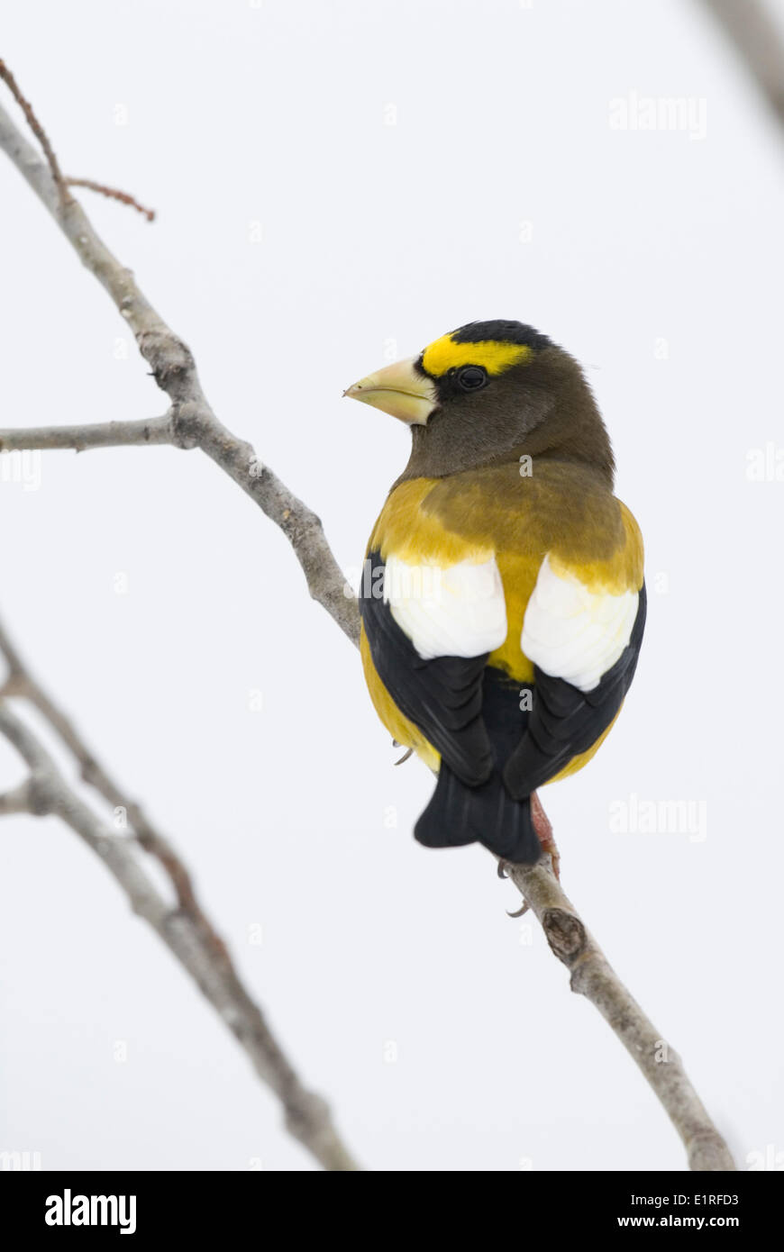 A male Evening Grosbeak sitting on a branch. Stock Photo