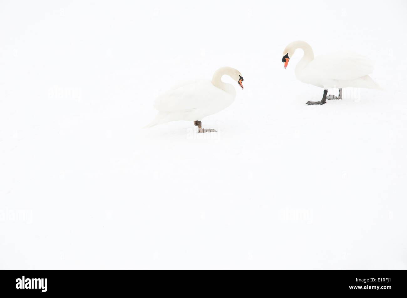 Two mute swans on snowy ice Stock Photo