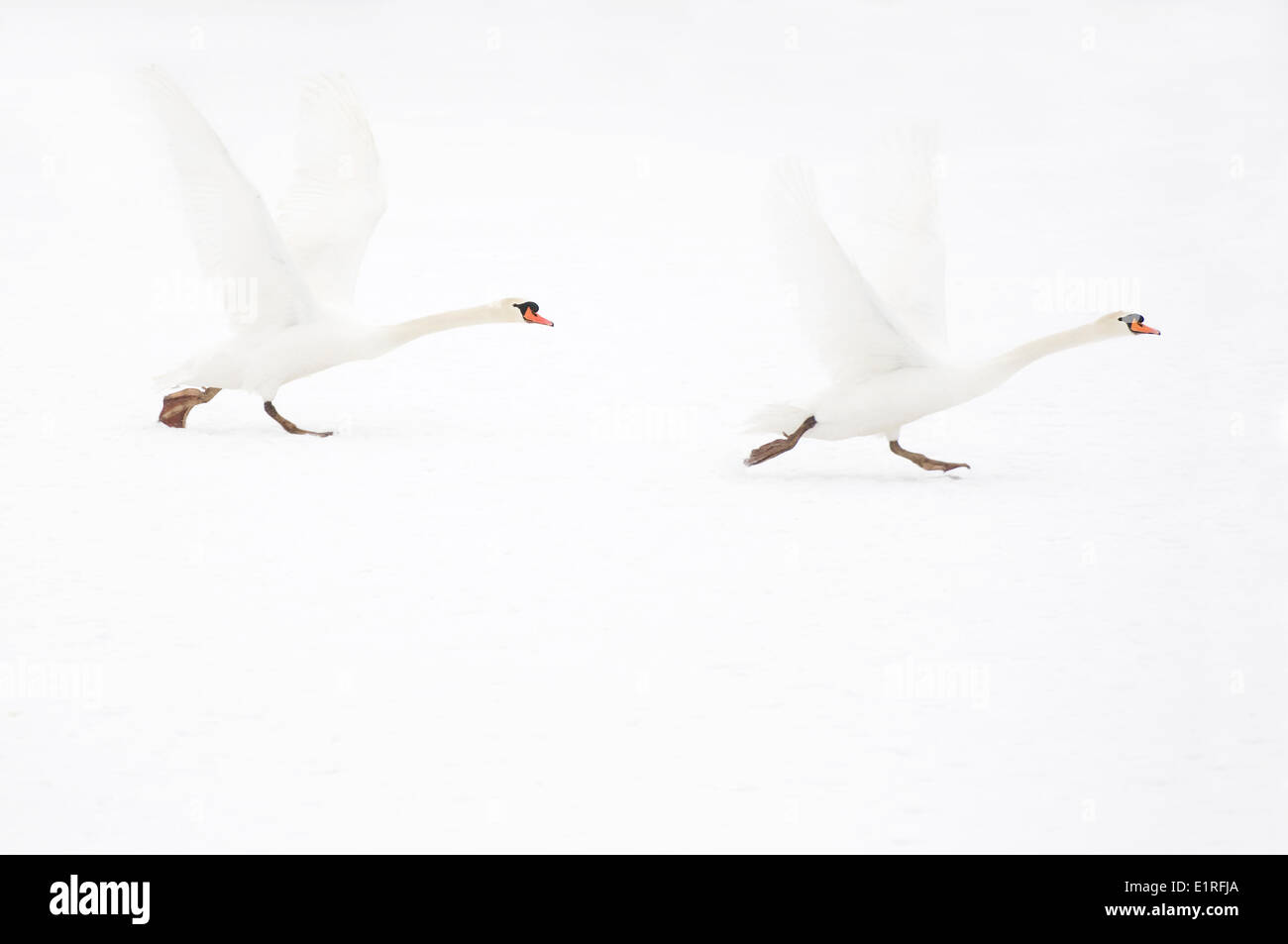 Two mute swans are flying away from snowy ice Stock Photo