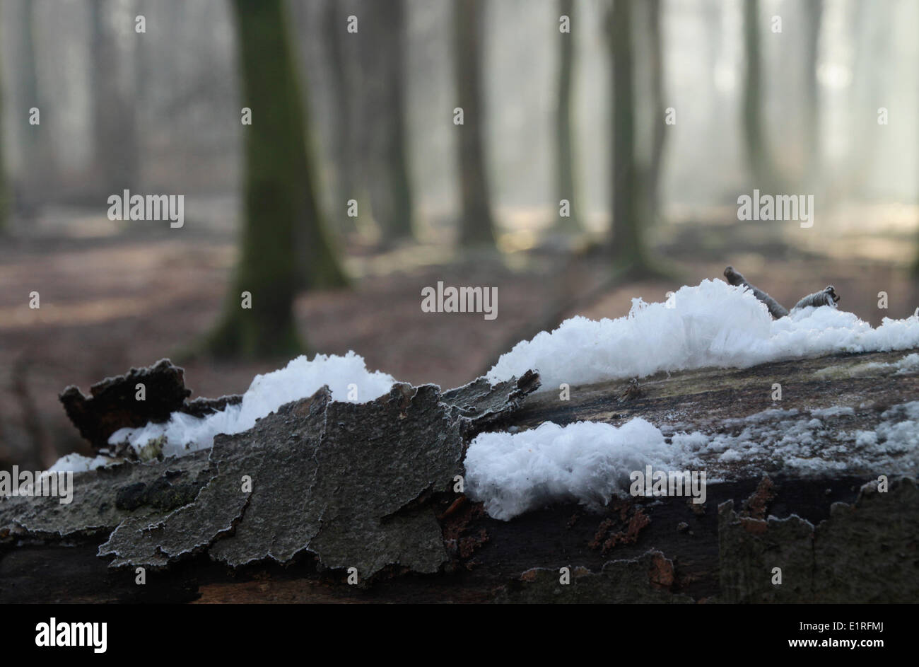 Icehair is caused by an active fungi inside a dead branch at frost and a high humidity. Stock Photo
