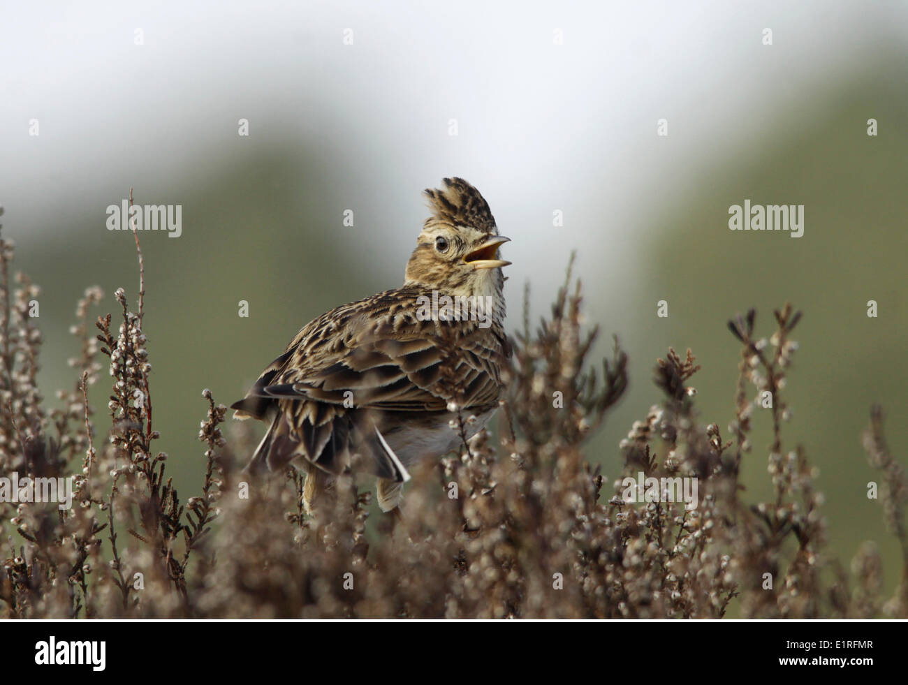 Sky lark Stock Photo - Alamy