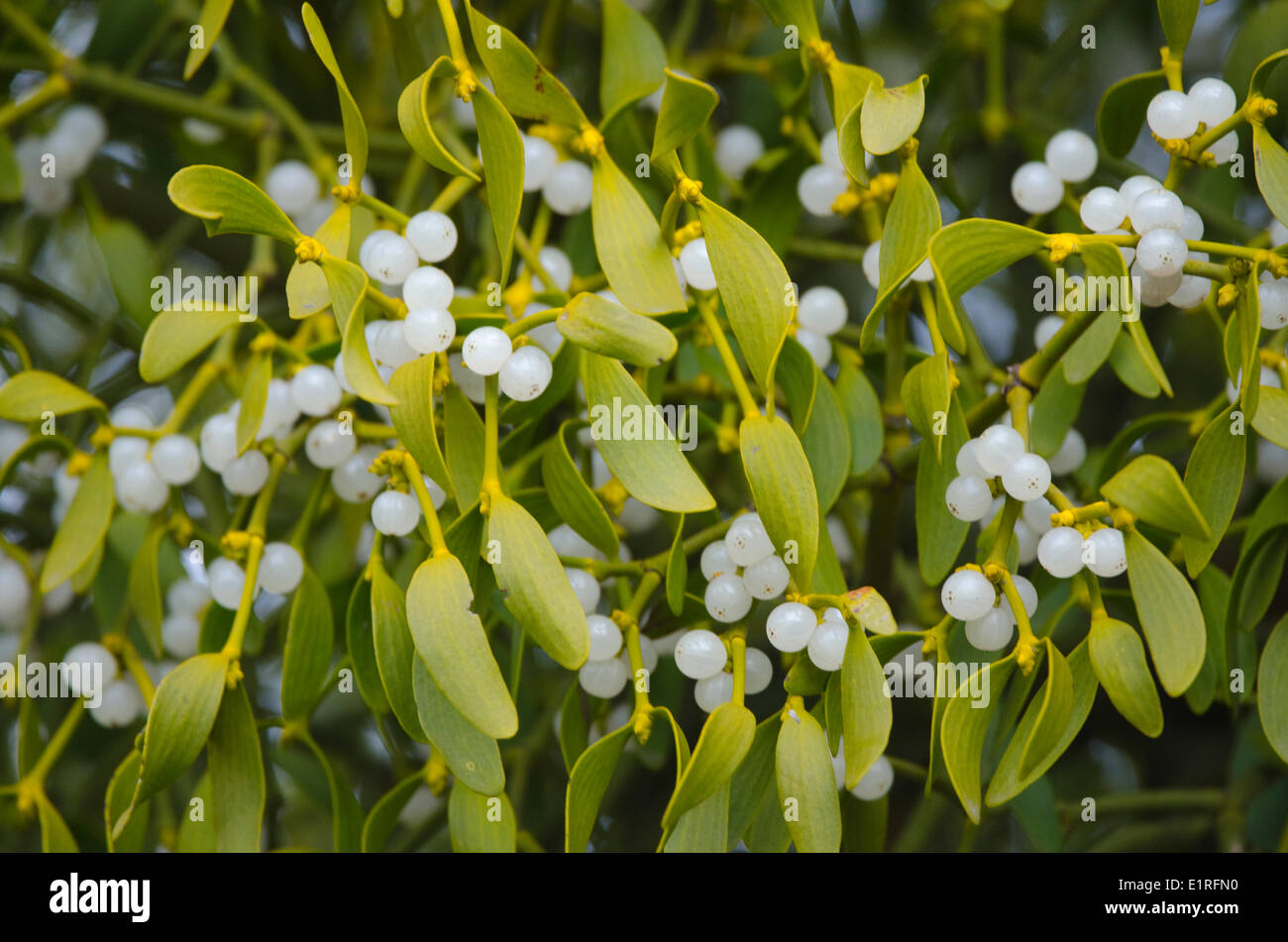 mistletoe with berries Stock Photo