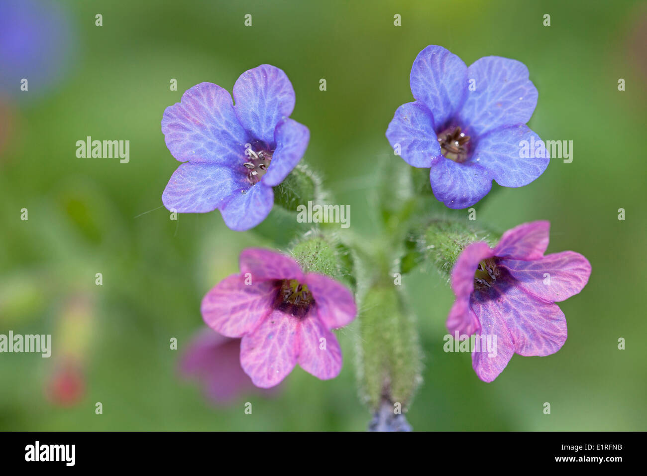 photo of flowering Lungwort Stock Photo