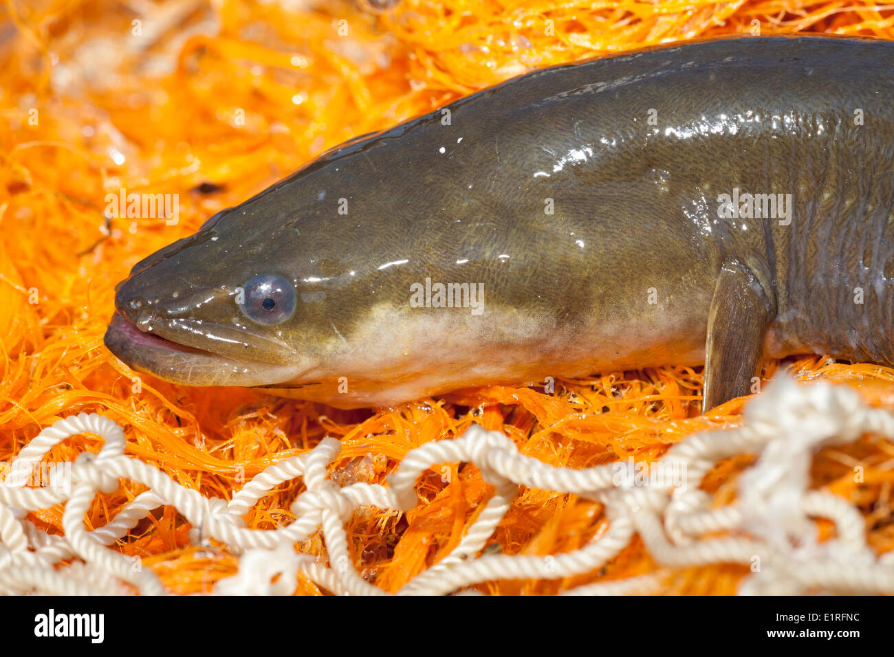 portrait of a caught eel on a net Stock Photo