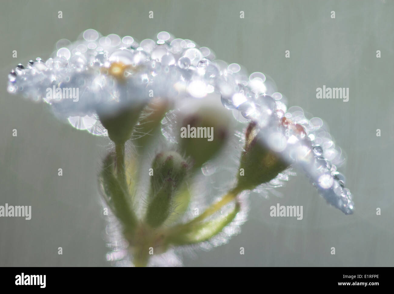 Sweet-flowered Androsace with dew drops Stock Photo