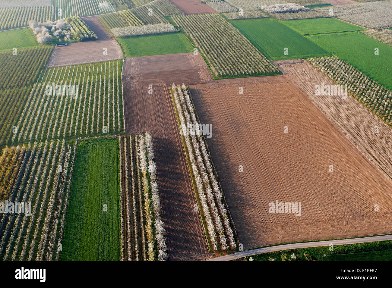 Aerial photograph of flowering fruit tree orchard, Haspengouw, Belgium Stock Photo