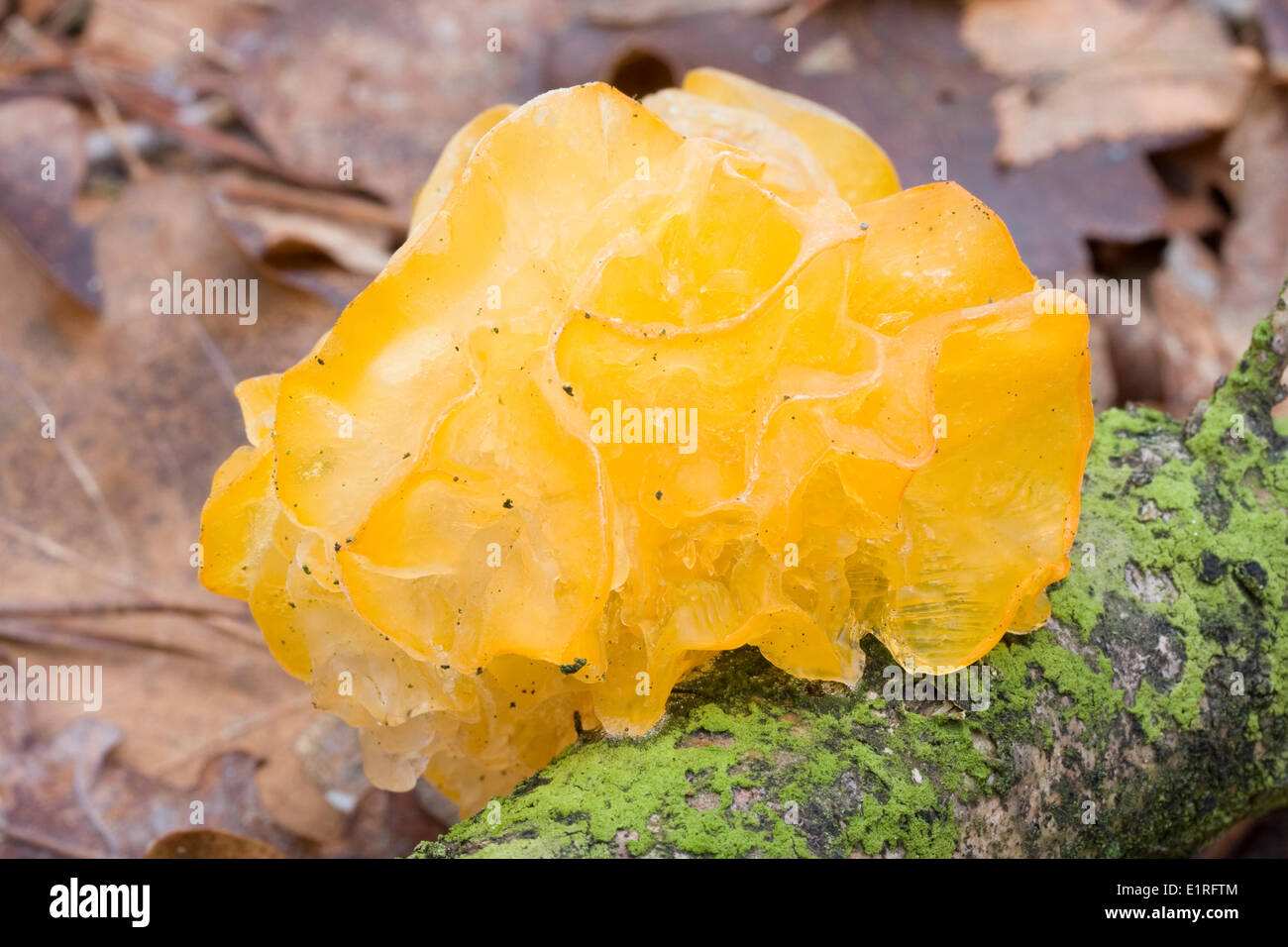 A large frozen fruiting body of Witch's Butter on a branch covered in green mosses with brown fallen oak leaves in the background. Stock Photo