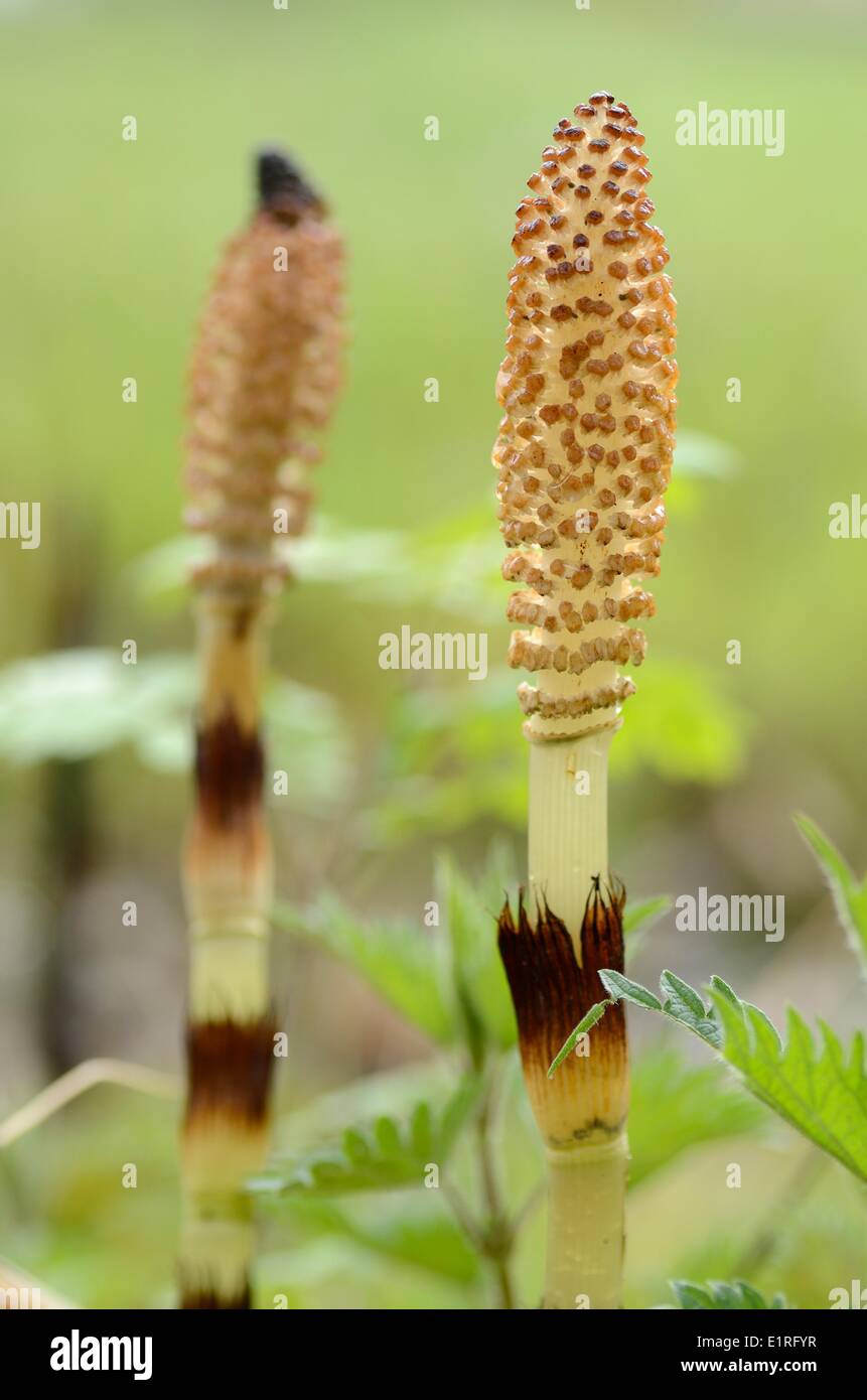 Detailed view on the inflorescence of the Great Horsetail Stock Photo