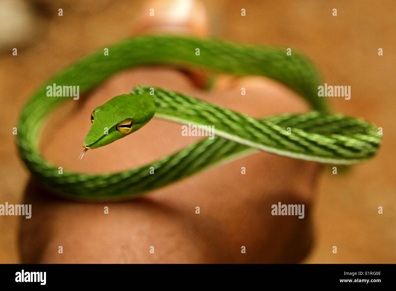 Green Vine snake in hand of tracker Stock Photo