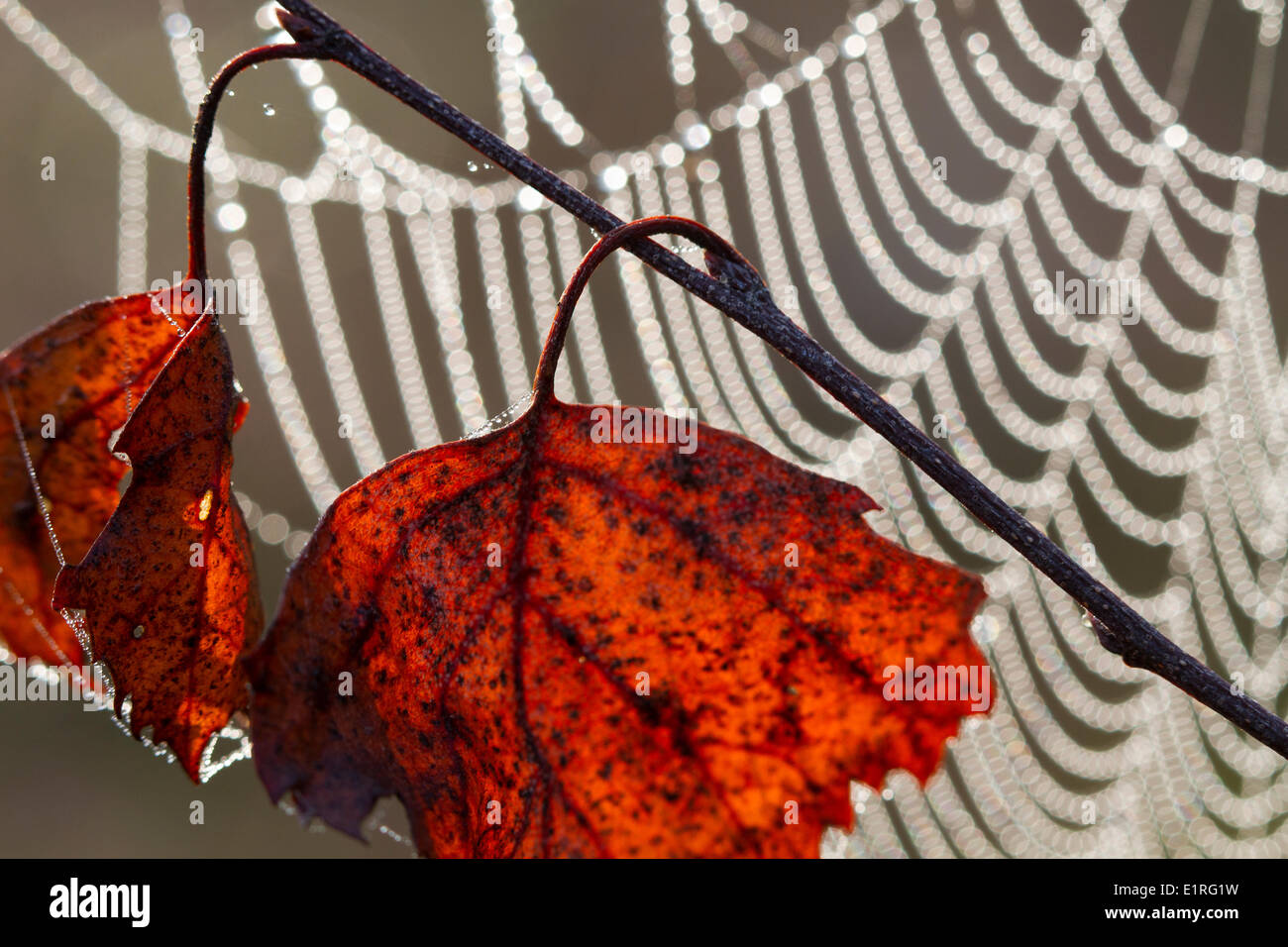 Red coloured autumn leaves in backlight in front of a dew covered spiderweb Stock Photo
