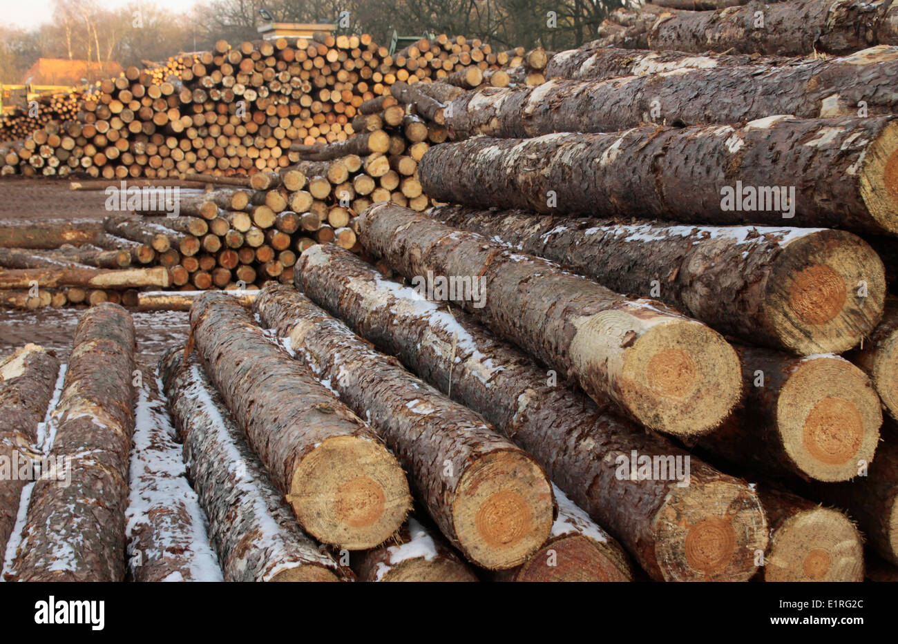 Logs in storage Stock Photo