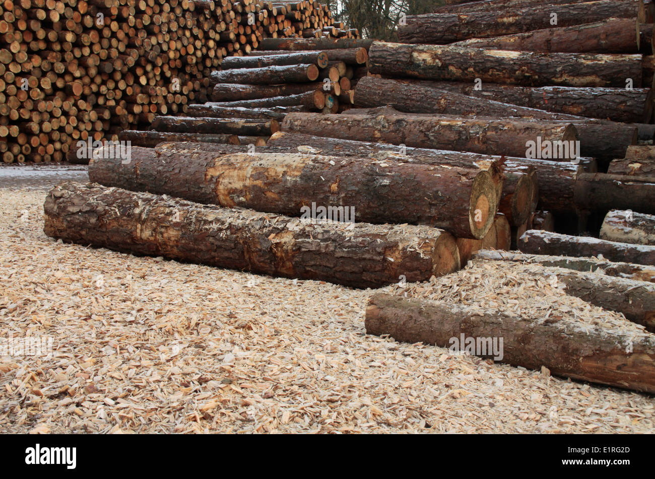 Logs in storage Stock Photo