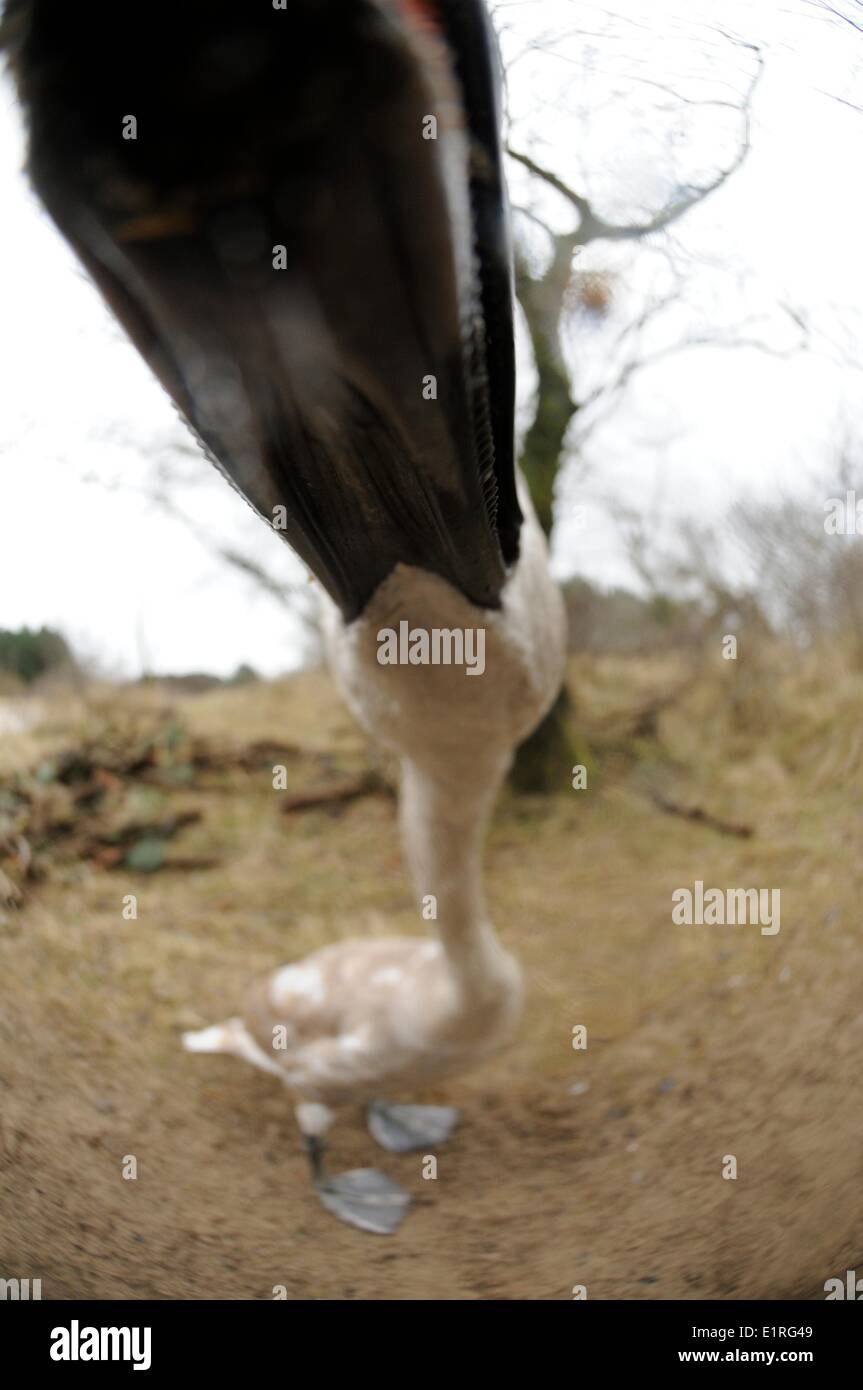 Mute Swan captured with fisheye lens Stock Photo