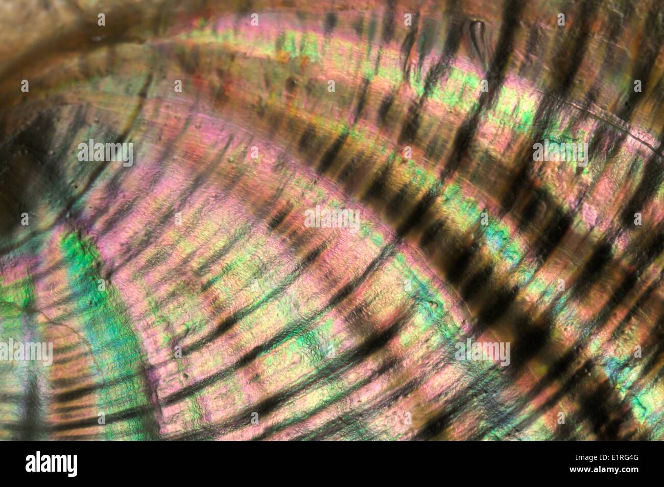 Artistic image of the iridescent nacre inside an Abalone shell Stock Photo