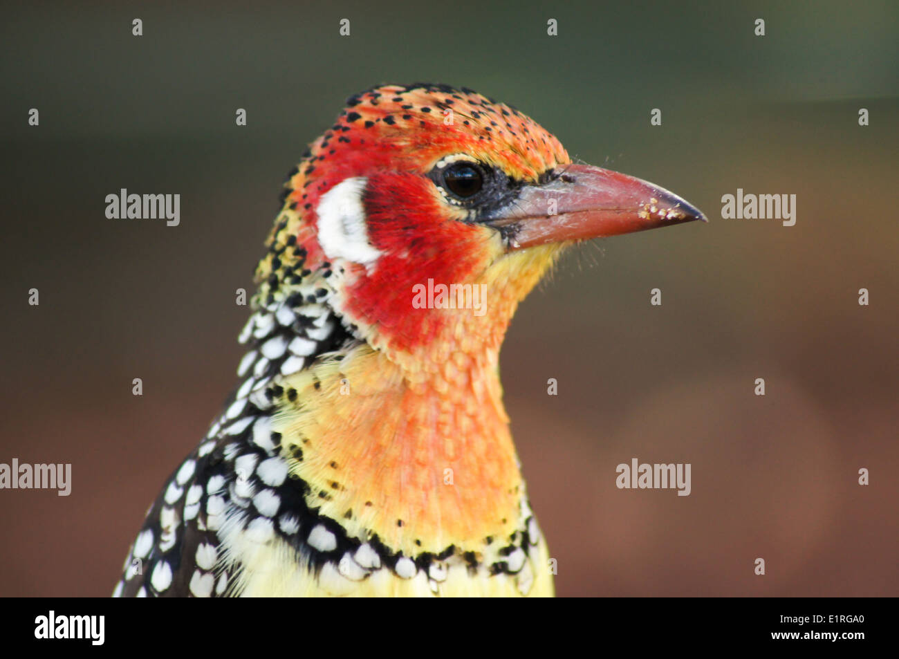 Red and Yellow Barbet (Trachyphonus erythrocephalus) Stock Photo