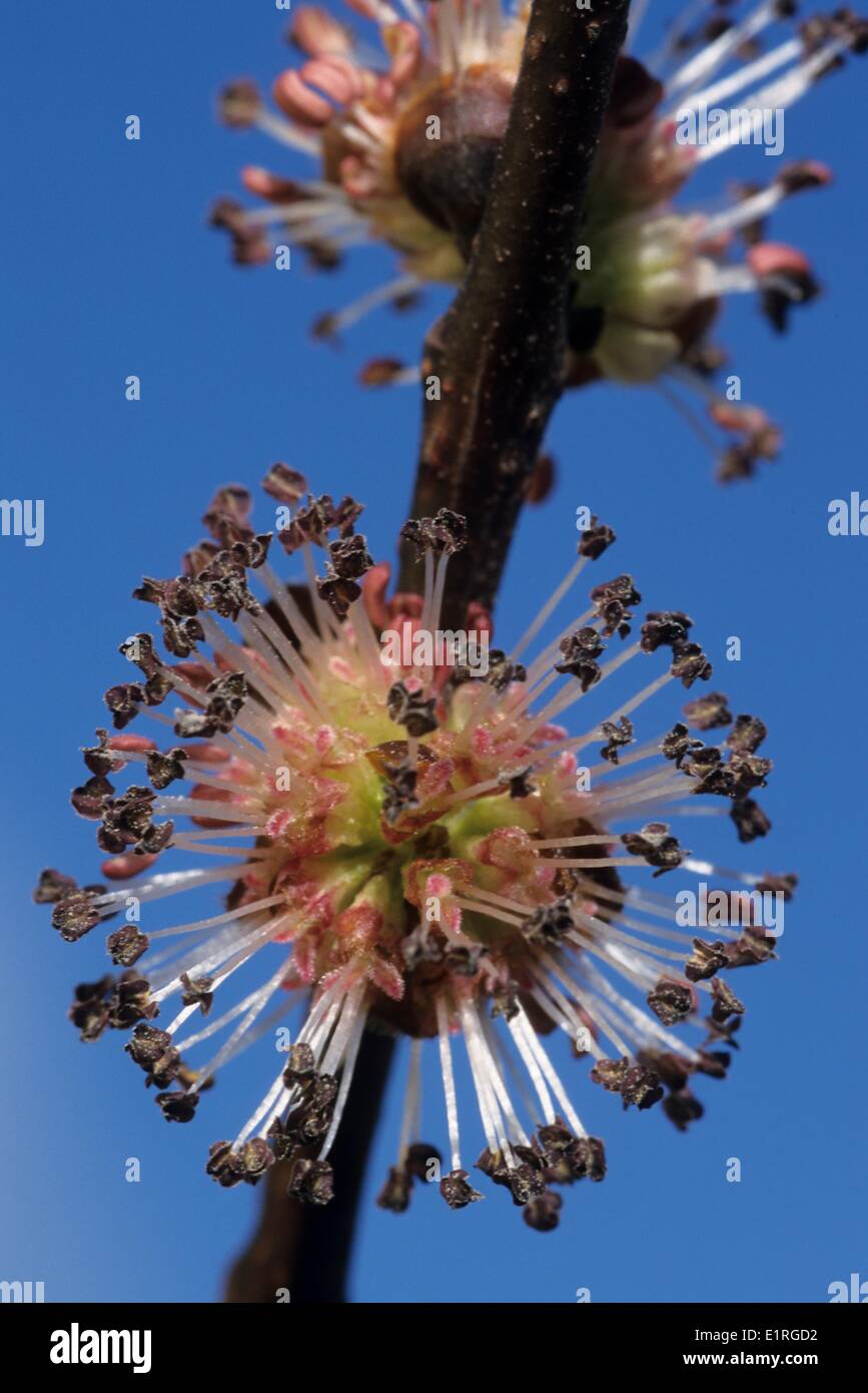 Inflorescence of the Dutch Elm in close-up Stock Photo