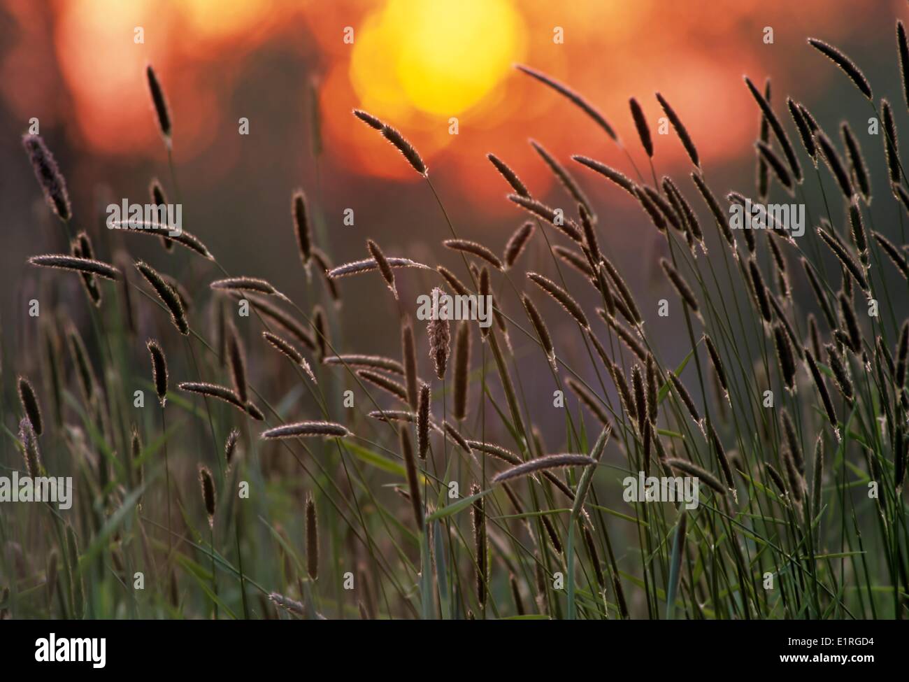 Timothy-grass in back light at sunset Stock Photo