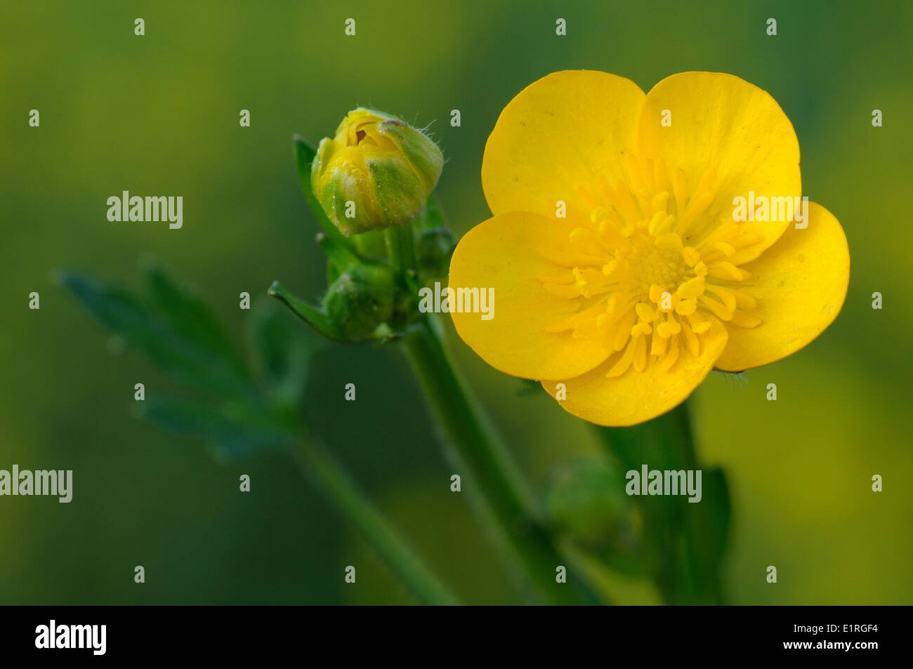 Creeping Buttercup flower in close-up Stock Photo
