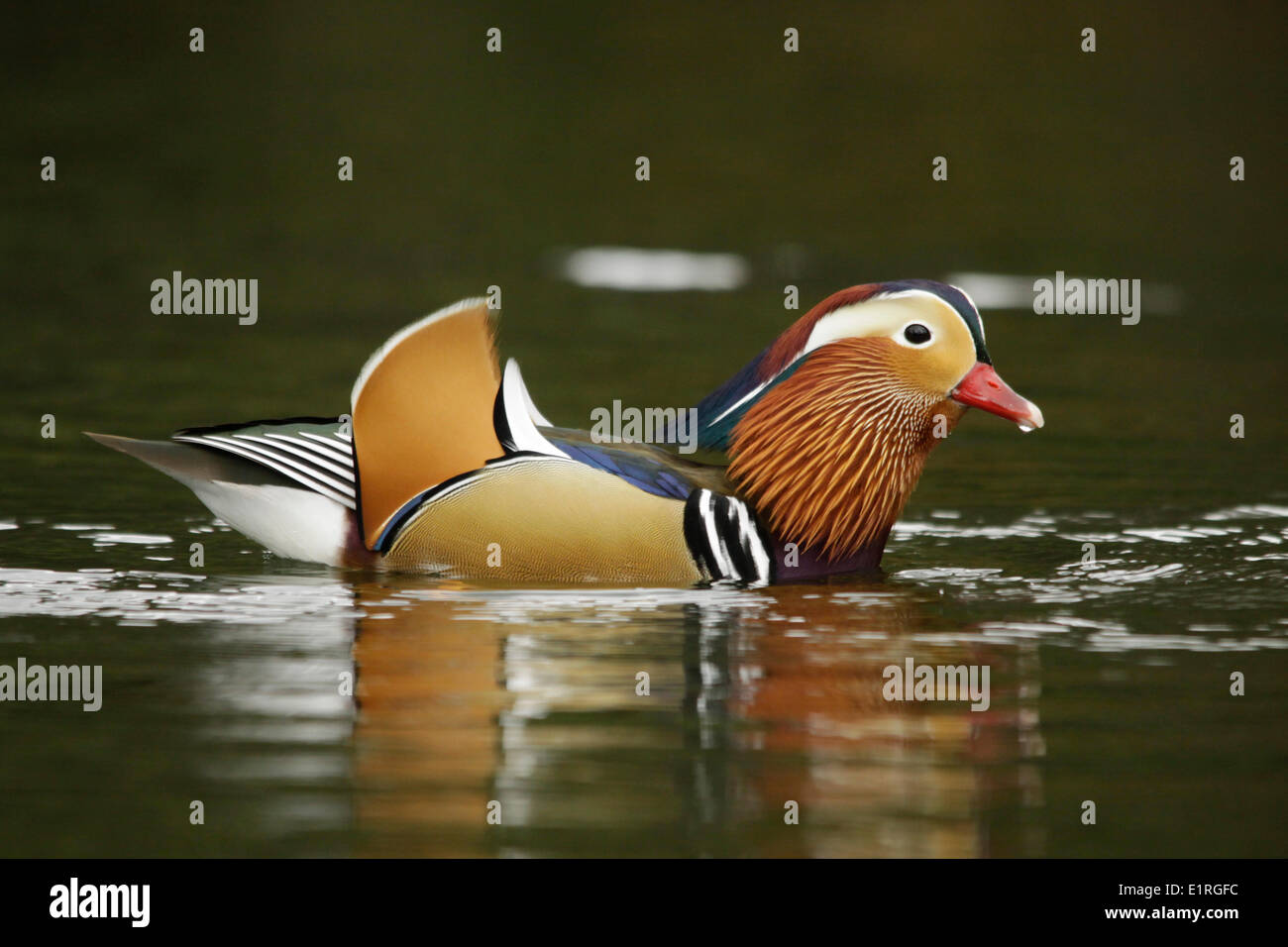 Mandarin Duck swimming in a pond in a forest Stock Photo - Alamy