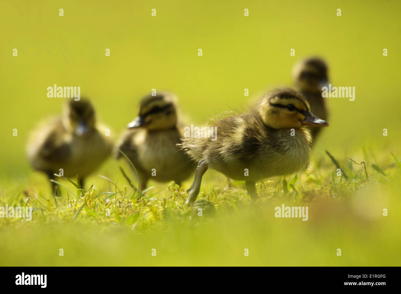 Juvenile mallards hi-res stock photography and images - Alamy