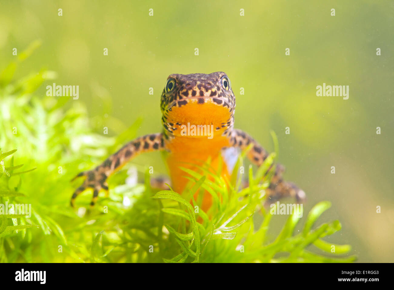 portrait of a male Alpine newt between water vegetation Stock Photo