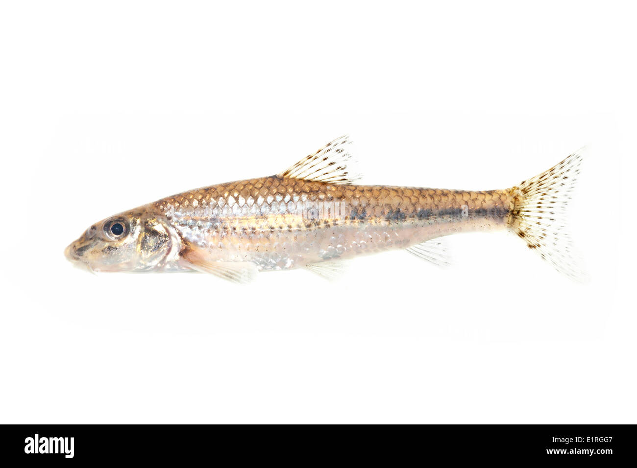 photo of gudgeon against a white background Stock Photo