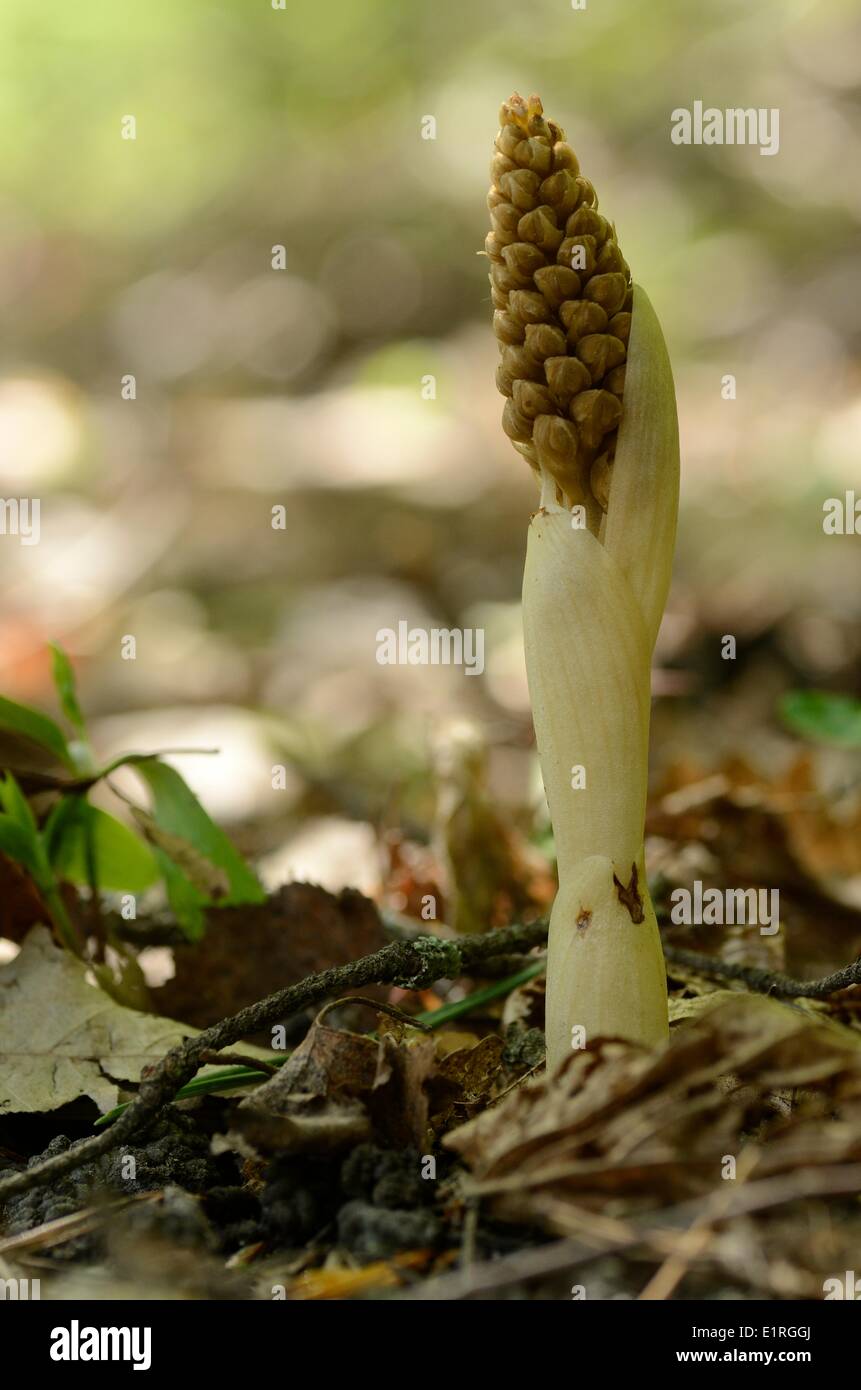 Flowering Bird's Nest Orchid, a brown colored orchid without chlorofyll growing in dense forest without much light comming to Stock Photo