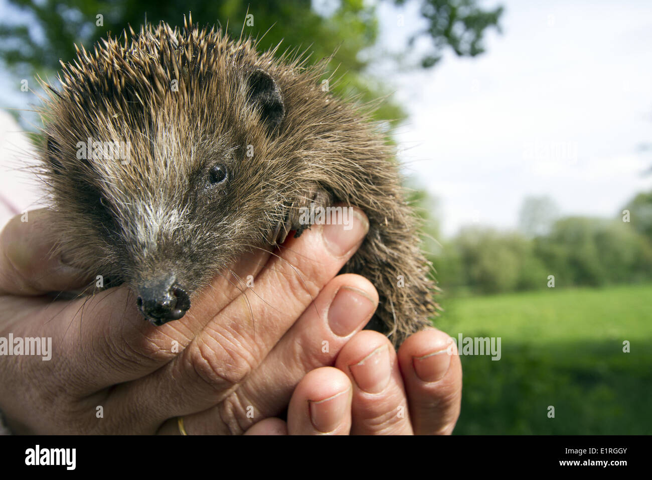 Hedgehog sanctuary placing him back in nature Stock Photo