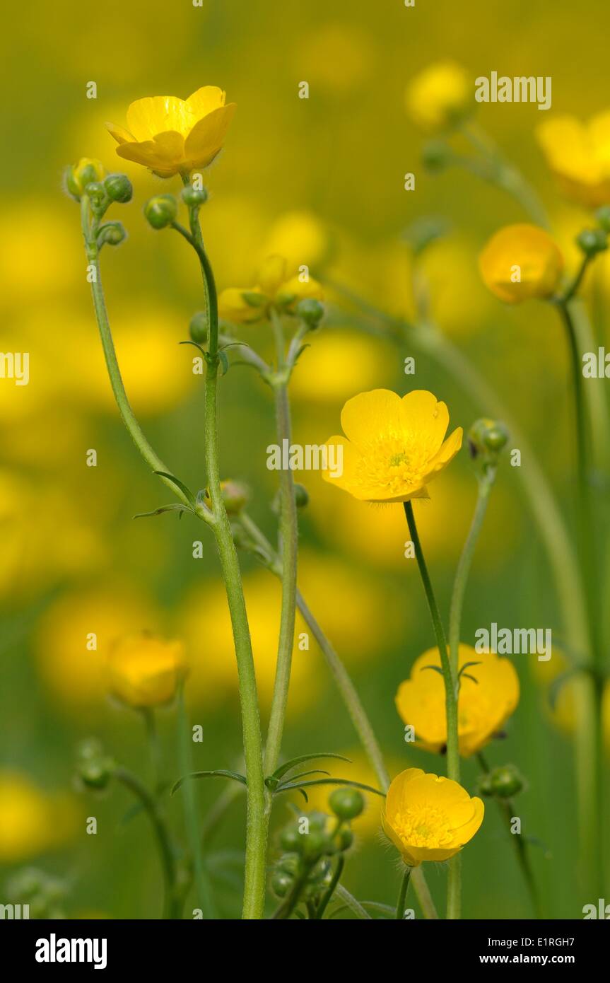 Meadow Buttercup flowering Stock Photo