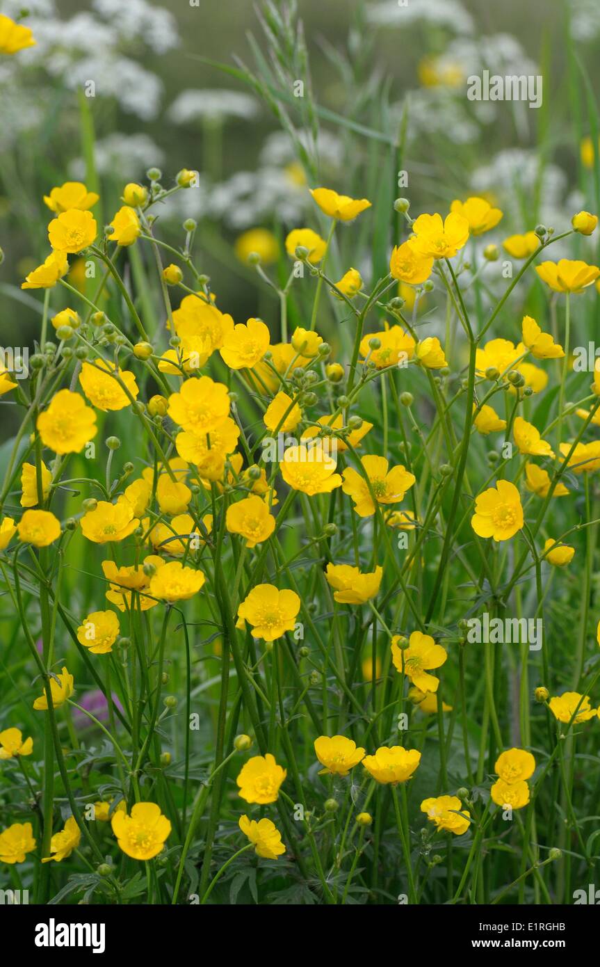 Meadow Buttercup flowering Stock Photo