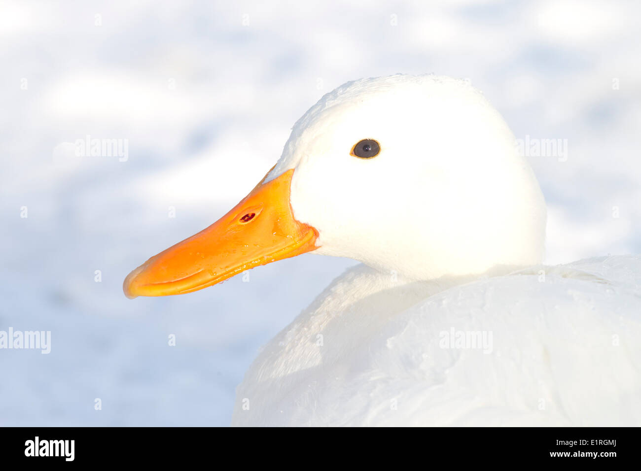 portrait of a white duck in the snow Stock Photo