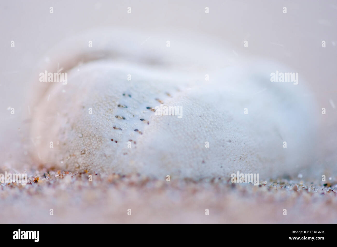 Sea potatoe on the beach Stock Photo