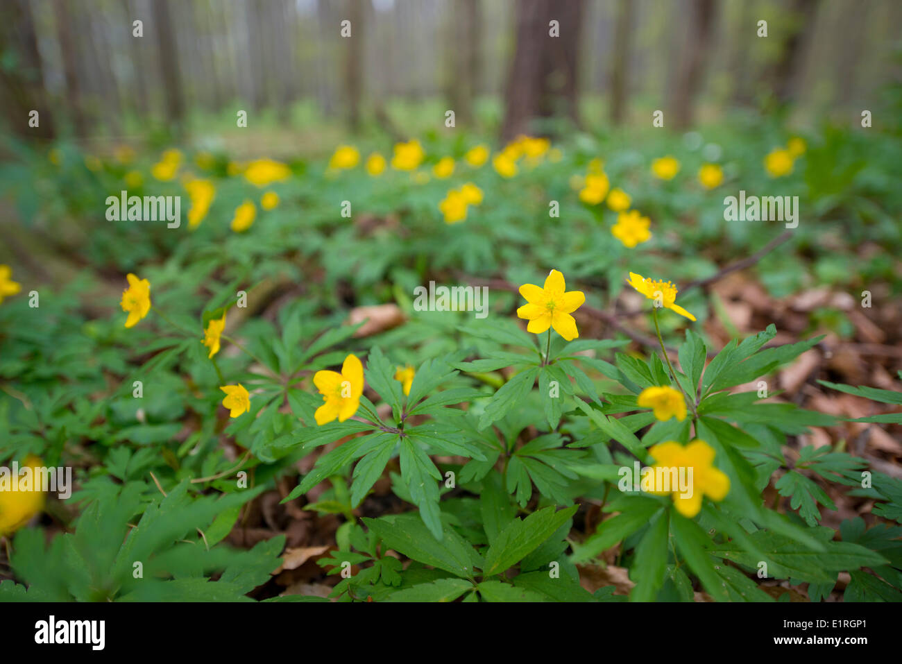 Yellow Anemone in beechforest Stock Photo