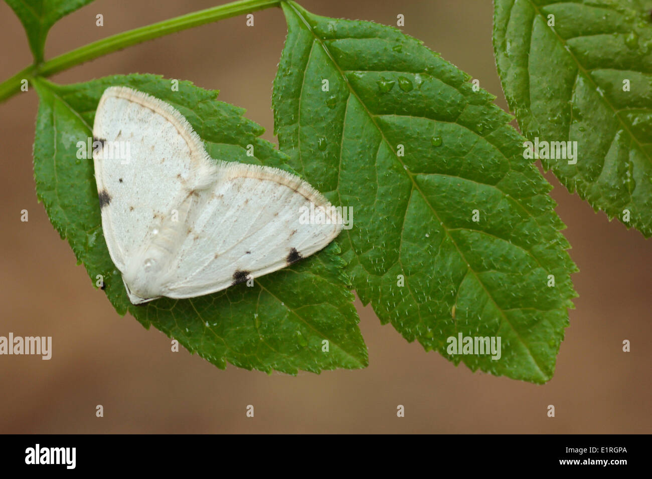 White spotted pinion hires stock photography and images Alamy