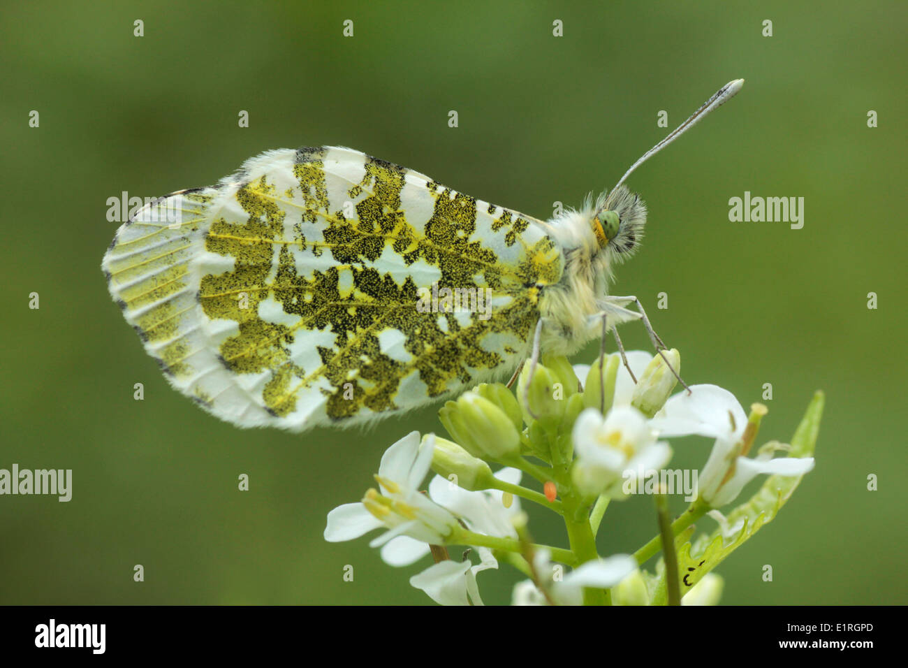 Orange tip at Jack-by-the-hedge Stock Photo