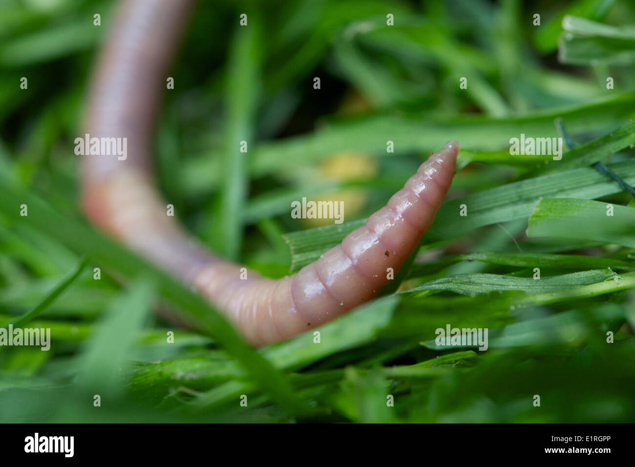 A Wurm on the grass Stock Photo